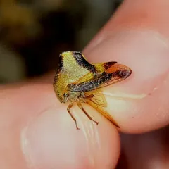 Telamona excelsa thumbnail 4
