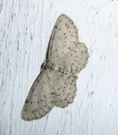 Dotted Gray thumbnail 4