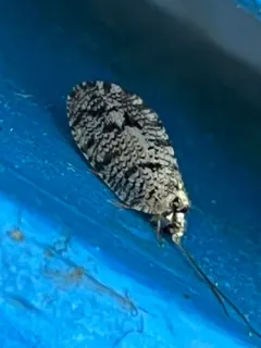 Wesmaelius longifrons thumbnail 3