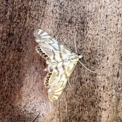 Scrollwork Pyralid Moth thumbnail 4