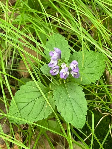 Hairy Skullcap