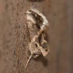 Soybean Looper Moth thumbnail 4