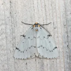 Chain-dotted Geometer thumbnail 4