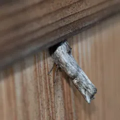 American Brindle Moth thumbnail 3