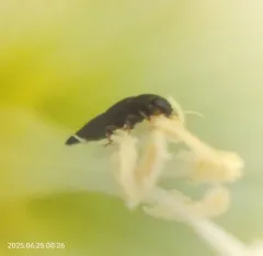 Conotelus obscurus thumbnail 4