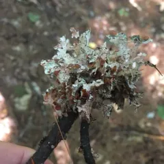 Crumpled Rag Lichen thumbnail 3