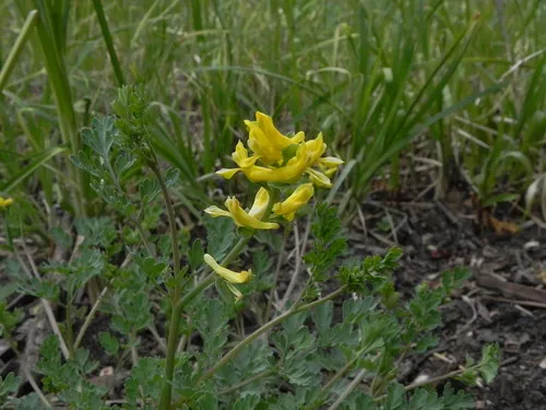 Smallflower Fumewort