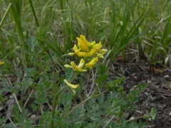 Smallflower Fumewort thumbnail 1