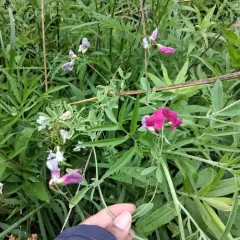 tuberous pea thumbnail 4