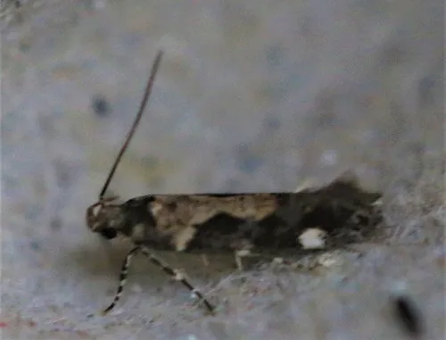 Red-necked Peanutworm Moth