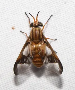 Chrysops flavidus thumbnail 4