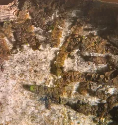 Hairy Scalewort thumbnail 1