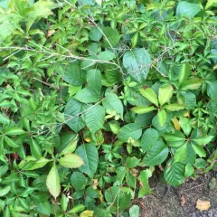 eastern poison ivy thumbnail 4
