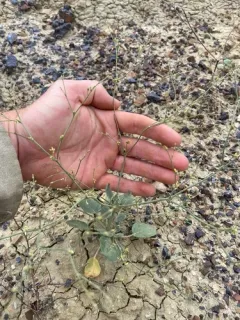 Visher's Buckwheat thumbnail 3