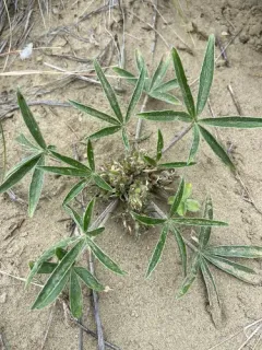 Little Indian breadroot thumbnail 2