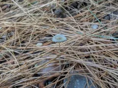 warty inkcap thumbnail 1
