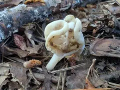 Helvella levis thumbnail 3