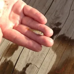 Fathead Minnow thumbnail 2