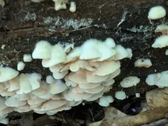 Crepidotus coloradensis thumbnail 2