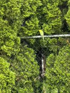 Budgerigar thumbnail 3