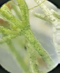 fragile stonewort thumbnail 2