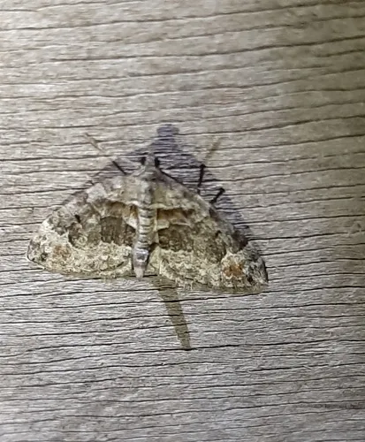 Dysstroma rutlandia