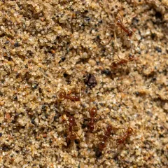 Bradley's Field Ant thumbnail 4