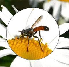Cylindromyia intermedia thumbnail 3