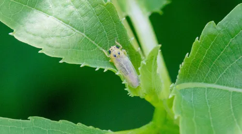 Macrosteles parvidens