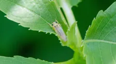 Macrosteles parvidens thumbnail 1