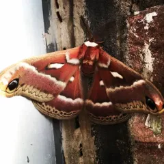 Ceanothus Silk Moth thumbnail 2