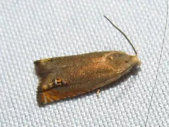 Indigobush Twig Borer thumbnail 2