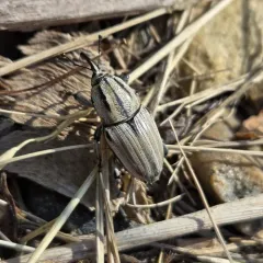 Clay-colored Billbug thumbnail 3