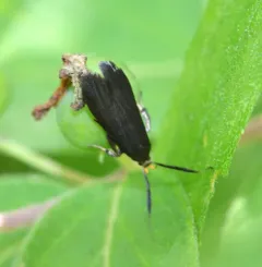 Little Devil Moth thumbnail 3