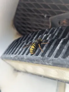 Cuckoo Yellowjacket thumbnail 3