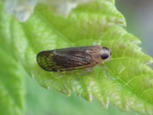 Haplaxius pictifrons