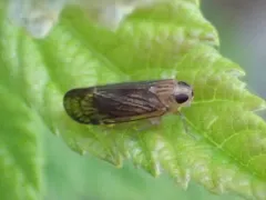 Haplaxius pictifrons thumbnail 1