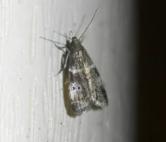 Acrobasis amplexella thumbnail 3