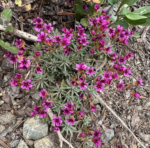 snow dwarf primrose