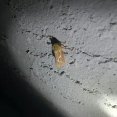 Gazoryctra novigannus thumbnail 3