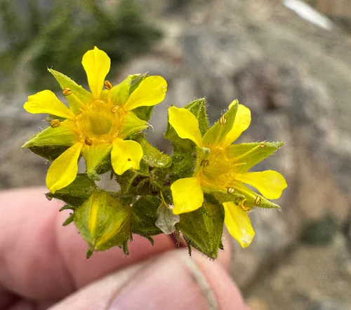 Tweedy's ivesia