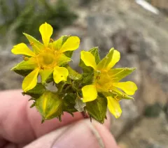 Tweedy's ivesia thumbnail 1