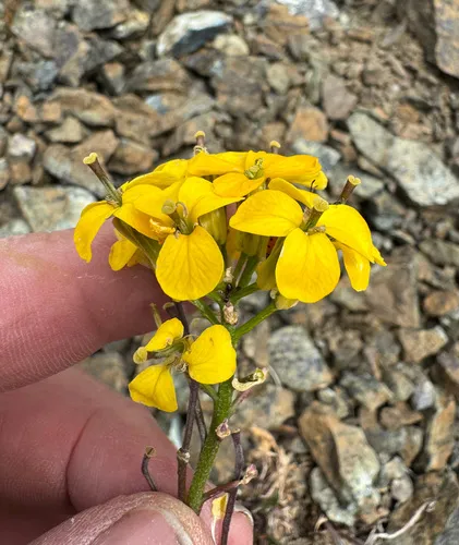 Cascade wallflower