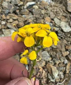 Cascade wallflower thumbnail 1