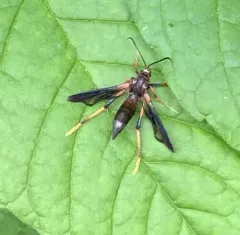 Lilac Borer Moth thumbnail 3