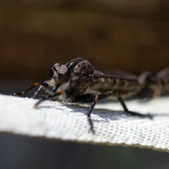 Black-thighed Bladetail thumbnail 3
