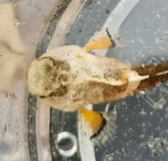 Tadpole Sculpin thumbnail 4