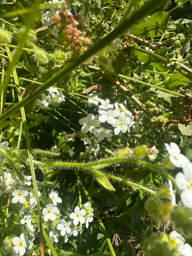 rough popcornflower