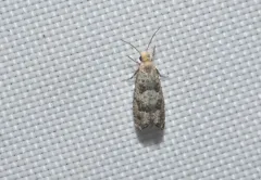 Epinotia normanana thumbnail 3