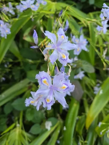 Fringed Iris